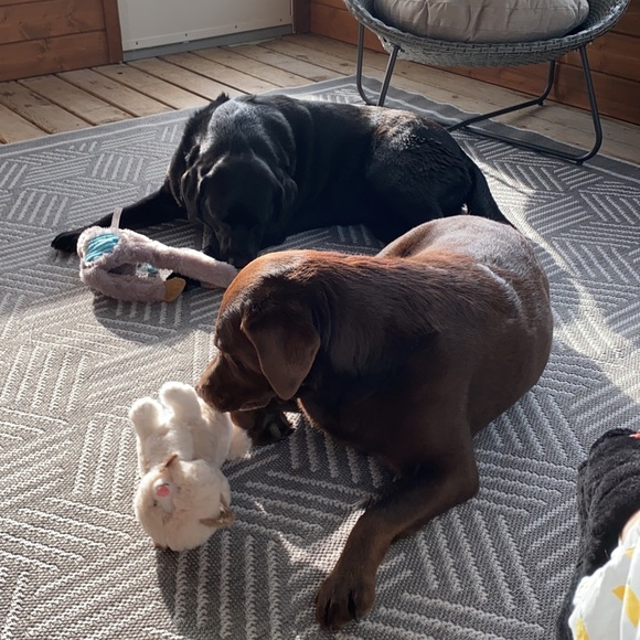 Meet your Posher, Amy - Picture 1 of 2